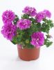 Петунія - Surfinia Double Lilac (ніжно-ліловими квітами.)