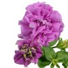 Петунія - Surfinia Double Lilac (ніжно-ліловими квітами.)