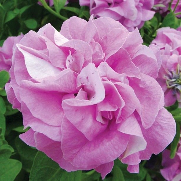Петунія - Surfinia Double Lilac (ніжно-ліловими квітами.)