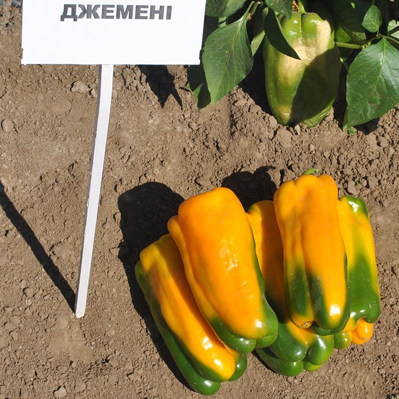 Перець солодкий Джеміні