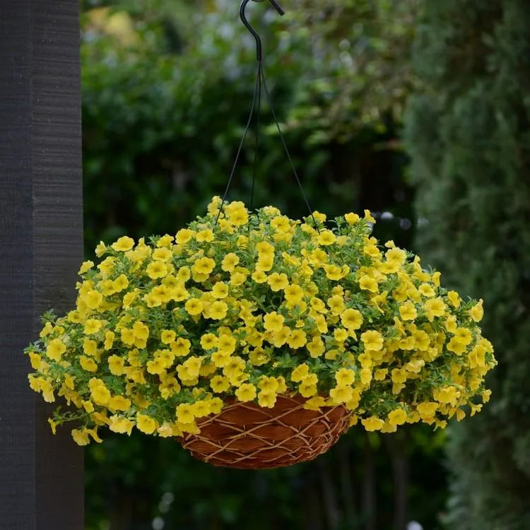 Калібрахоа - Portucal Trailing Yellow(яскраво-жовтий)