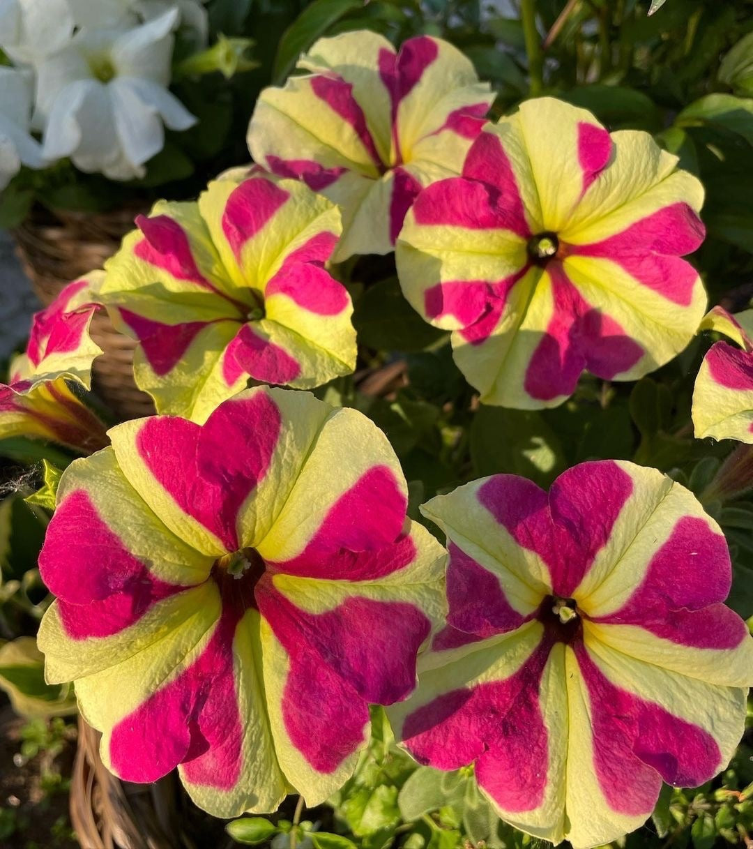 розсада петунії Grandiflora Sophistica Lime Bicolor