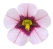 Калібрахоа - Portucal Patio Pink Eye (ніжно-рожевими квітами з виразним темним оком у центрі)