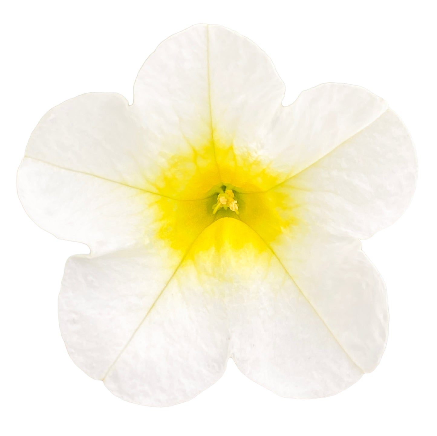 Калібрахоа - Portucal Trailing White Yellow (ніжно-білий з жовтим центром)
