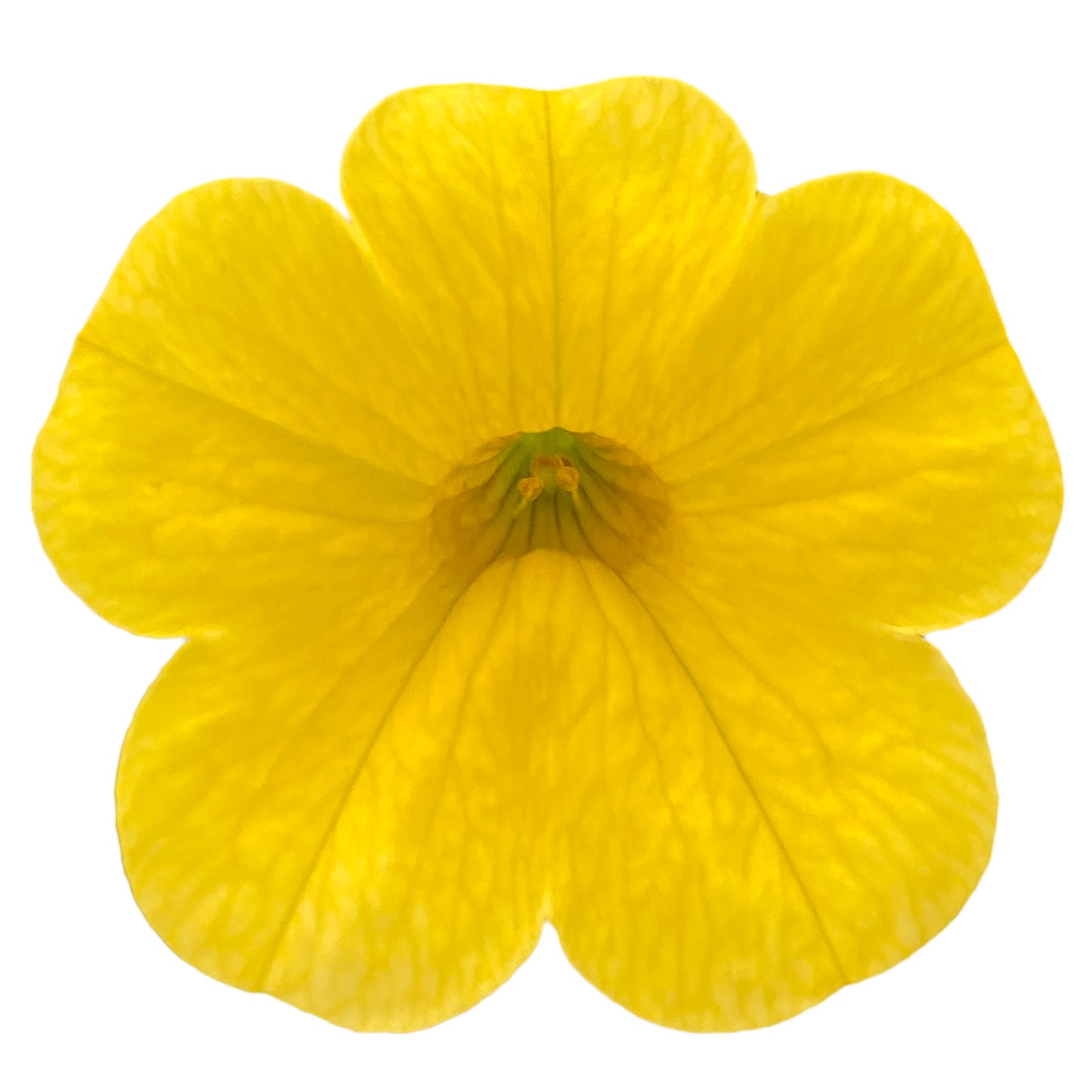 Калібрахоа - Portucal Trailing Yellow(яскраво-жовтий)