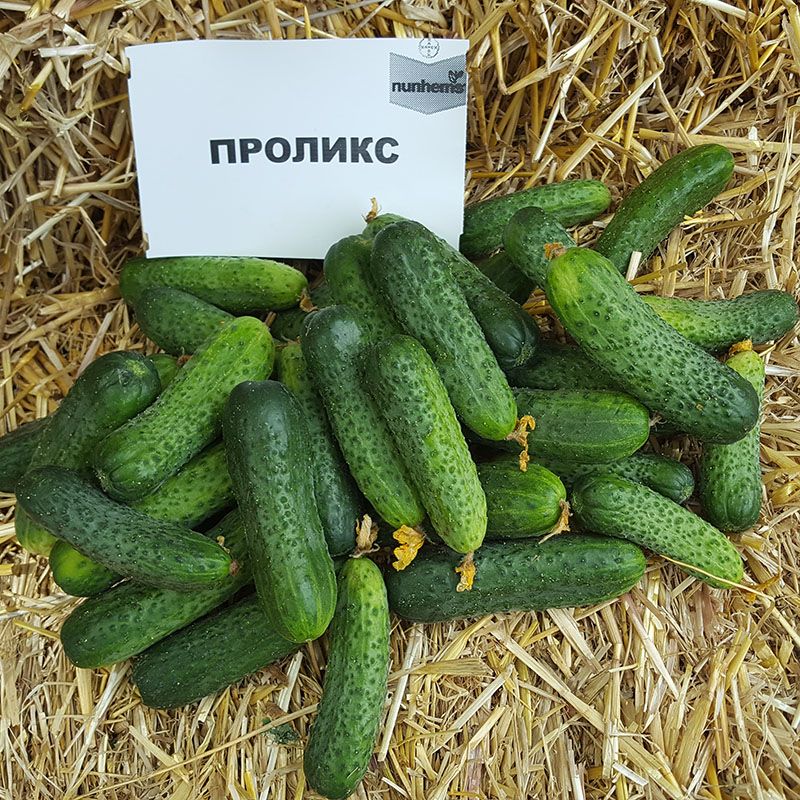 Огірок - Пролікс